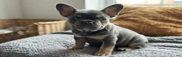 French Bulldog dogs for sale: Margo - Ad 2