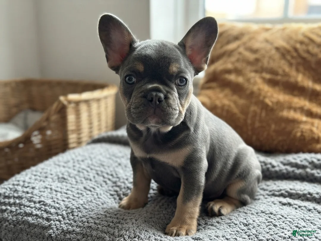 French Bulldog dogs for sale: Margo - Ad 2