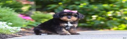 Cavapoo dogs for sale: Millie - Ad 6