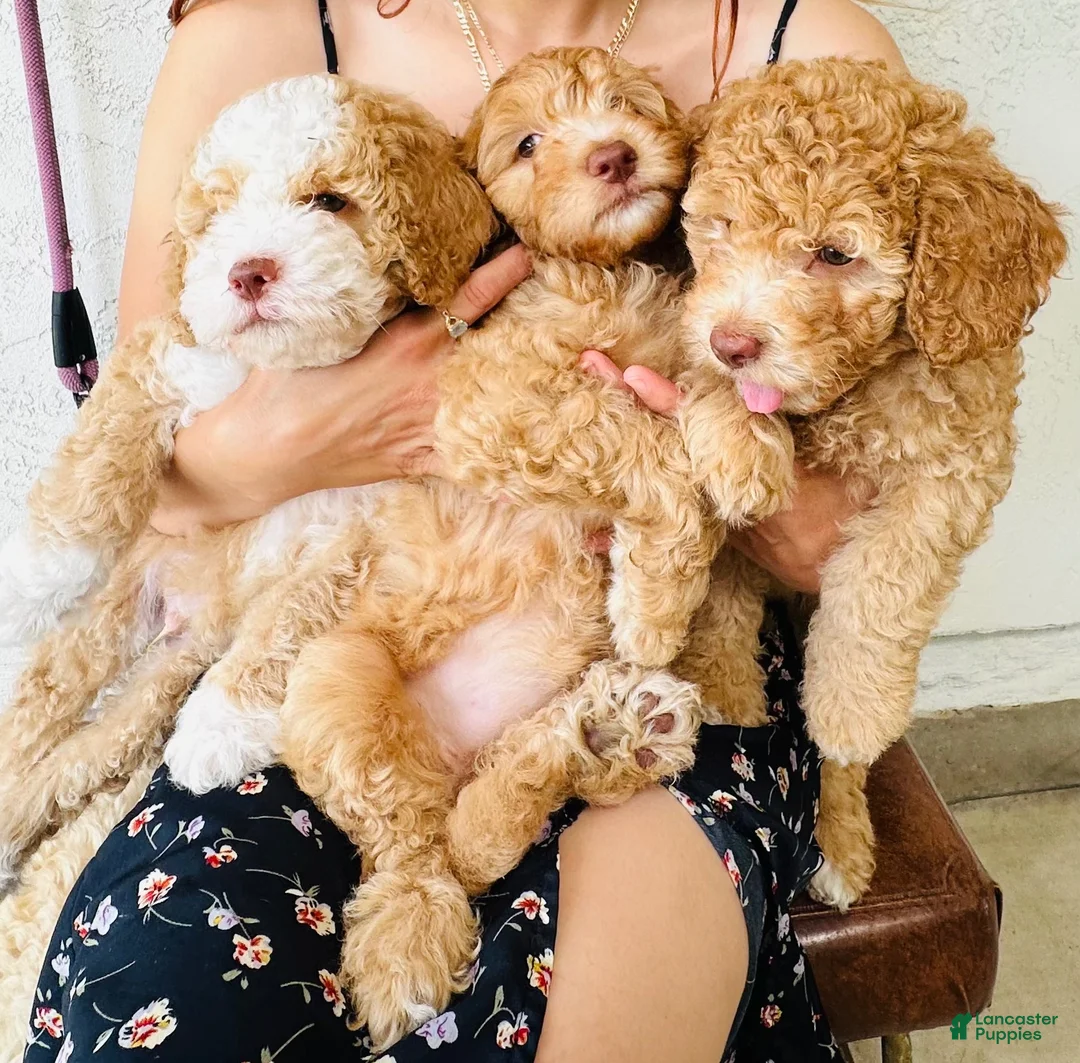 Mixed Breed dogs for sale: Mixed Breed 1 - Ad 5
