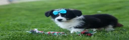 Corgipoo dogs for sale: NELSON - Ad 17