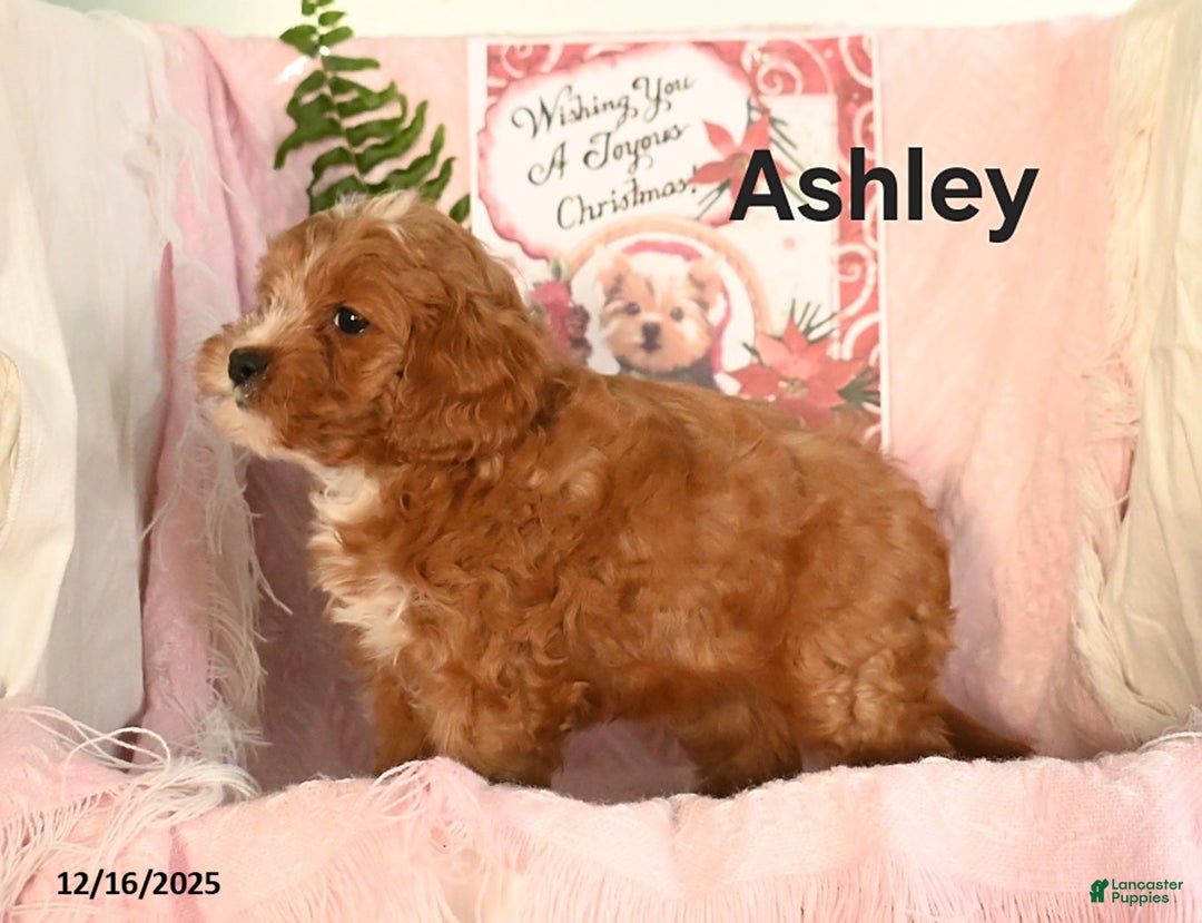 Cavapoo dogs for sale: Ashley - Ad 2