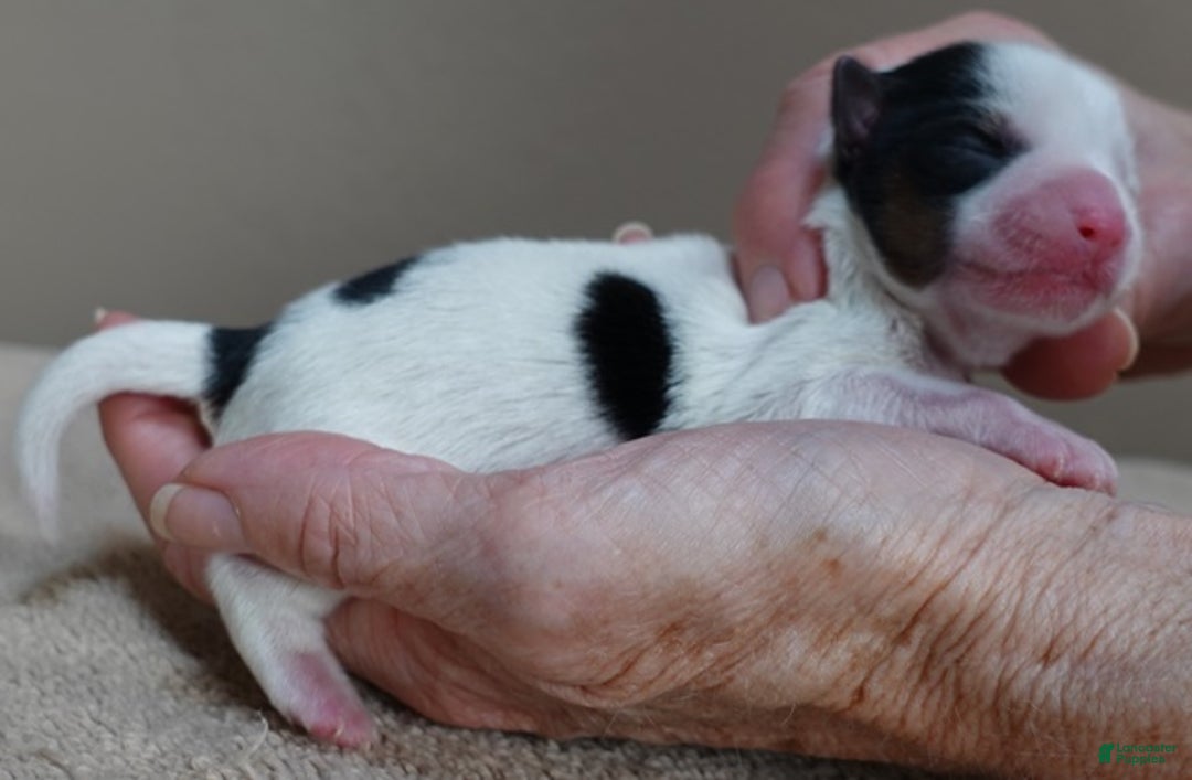 Yorkshire Terrier dogs for sale: Kiko girl - Ad 5