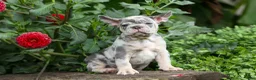French Bulldog dogs for sale: Memphis  - Ad 5