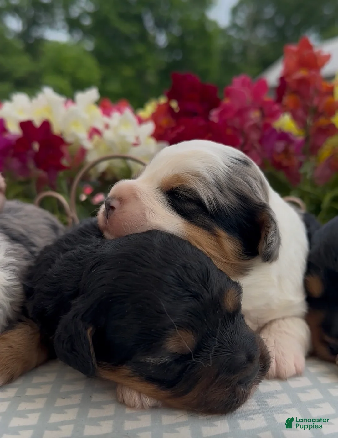 Aussiedoodle dogs for sale: Aussiedoodle Puppy 5 - Ad 1
