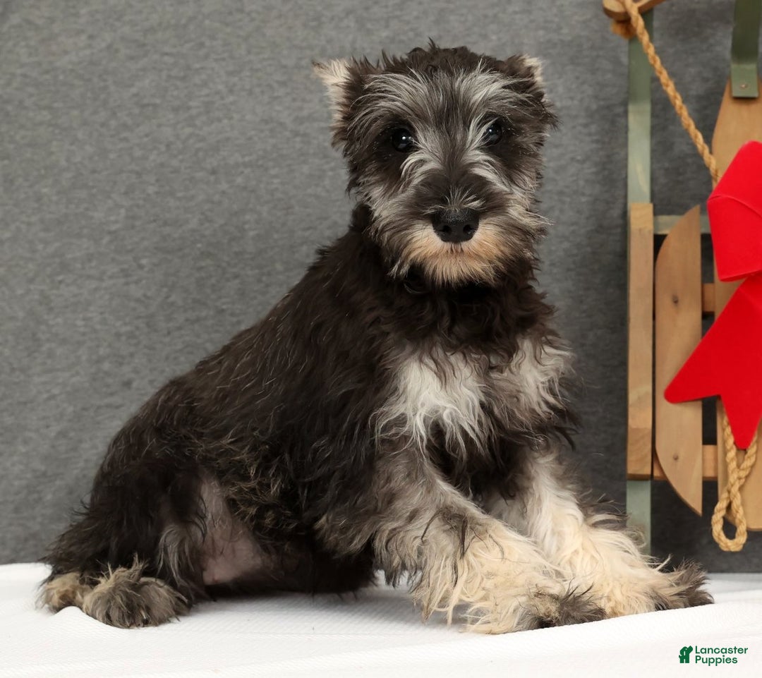 Miniature Schnauzer dogs for sale: Adele - Ad 1