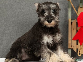 Miniature Schnauzer dogs Adele - Ad 30