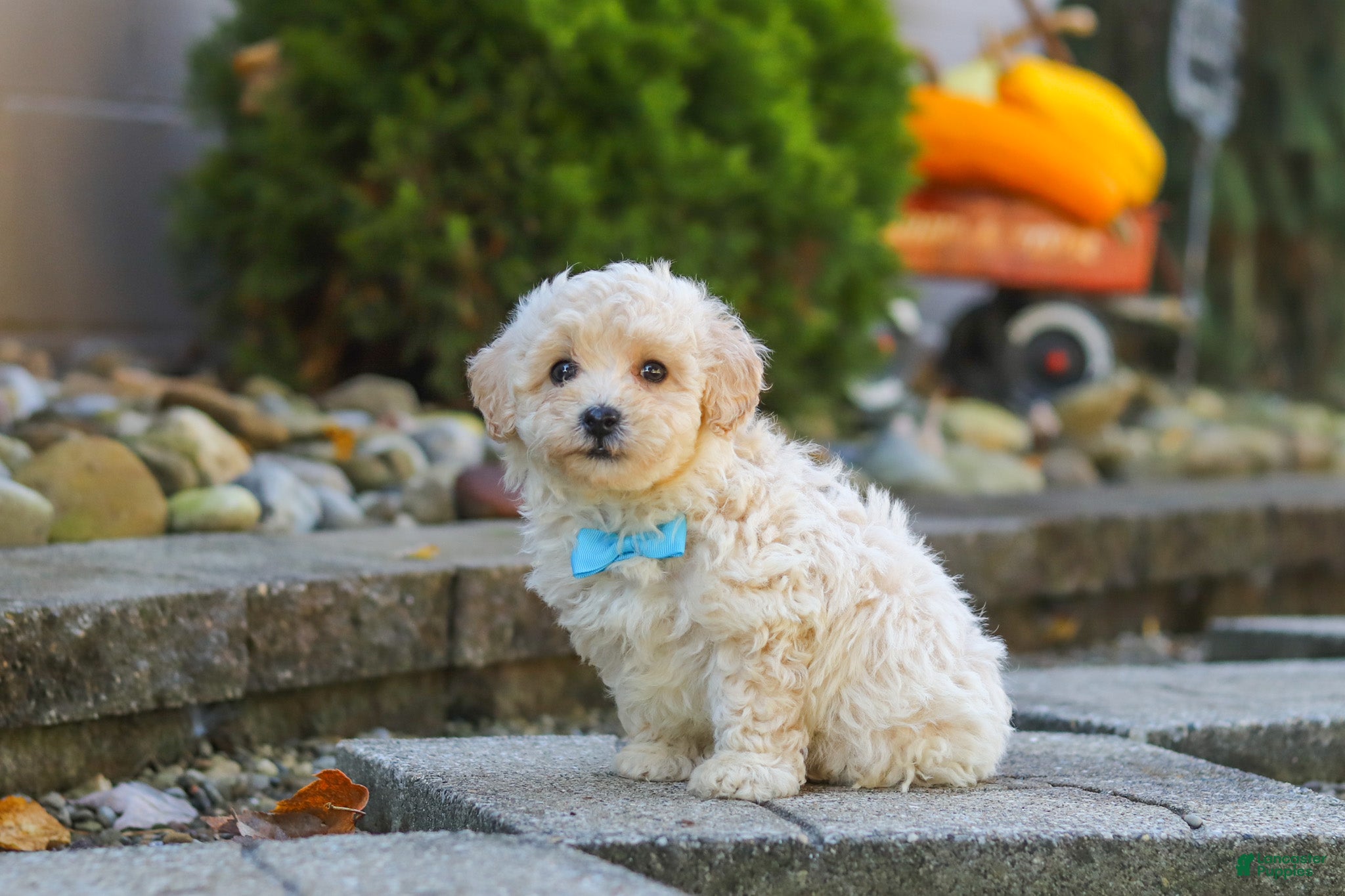 Maltipoo dogs Finley - Ad 1