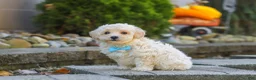 Maltipoo dogs for sale: Finley - Ad 1