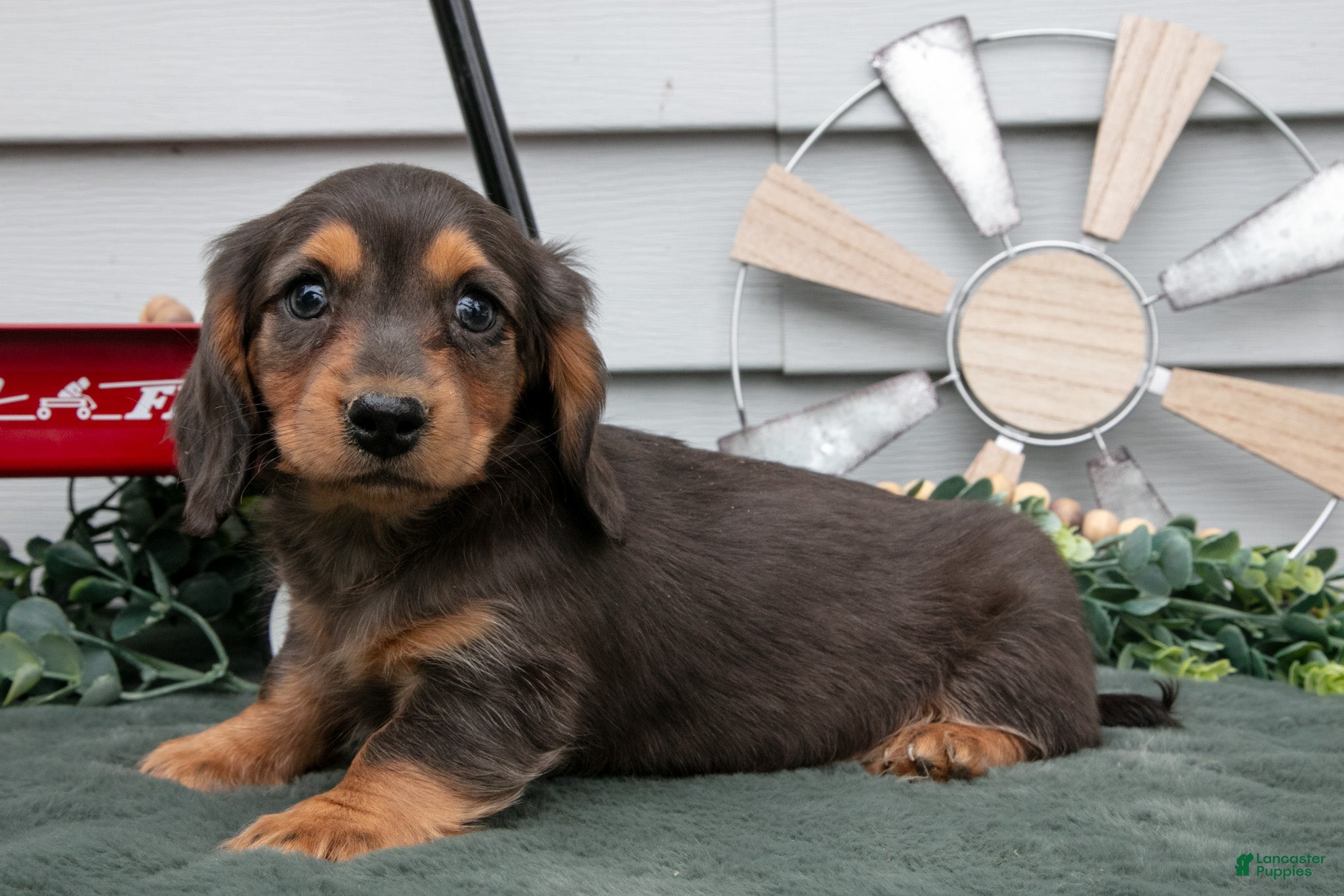 Miniature Dachshund dogs for sale: Cody - Ad 1