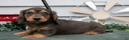 Miniature Dachshund dogs for sale: Cody - Ad 1