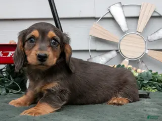 Miniature Dachshund dogs for sale: Cody - Ad 1