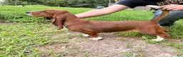 Mixed Breed dogs for sale: Mixed Breed Puppy 4 - Ad 2