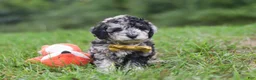 Cavapoo dogs for sale: Jonah - Ad 6