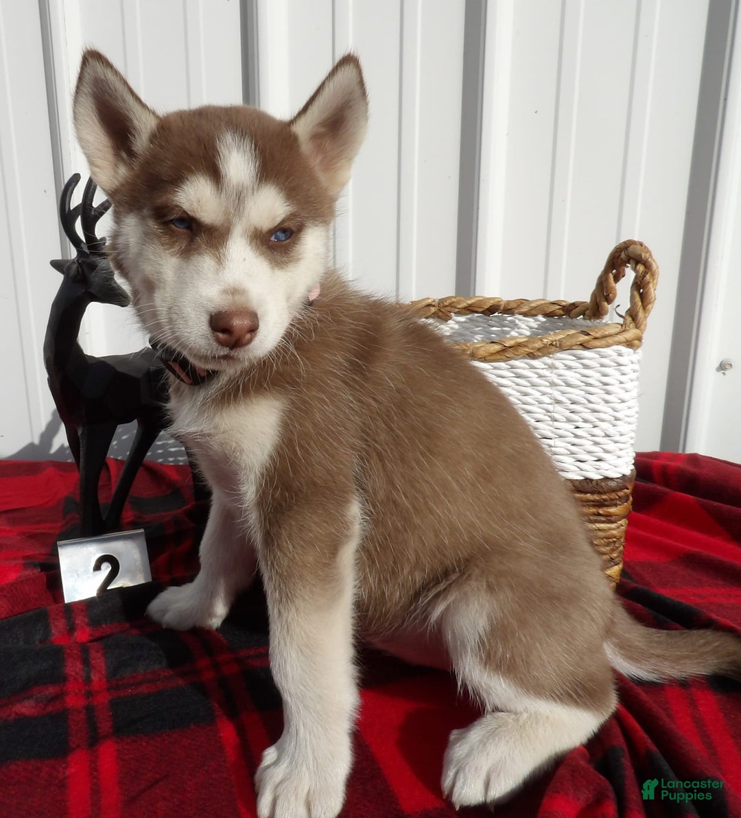 Gallery Image {{count}}