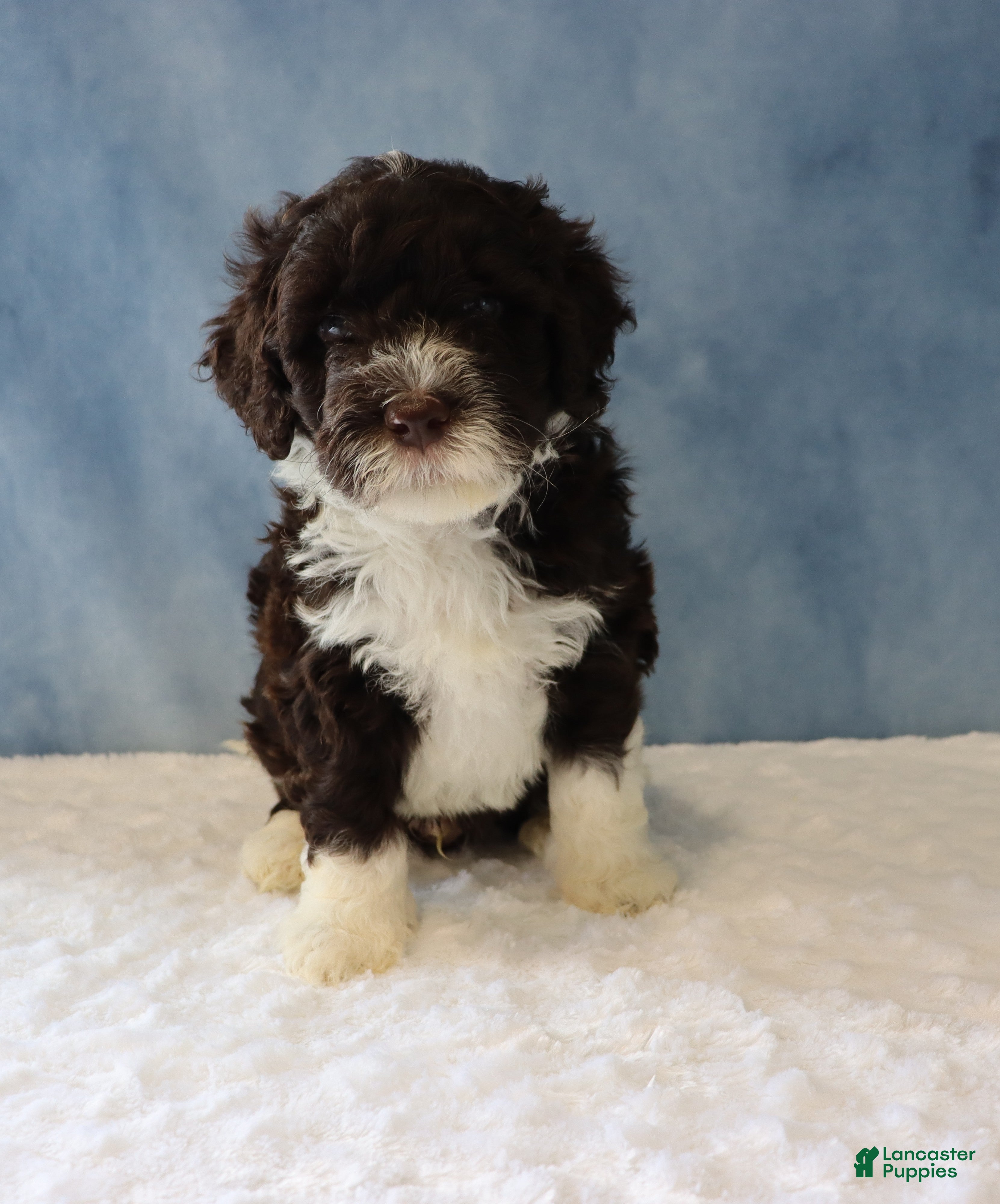 Portuguese Water Dog dogs Sargent - Ad 1