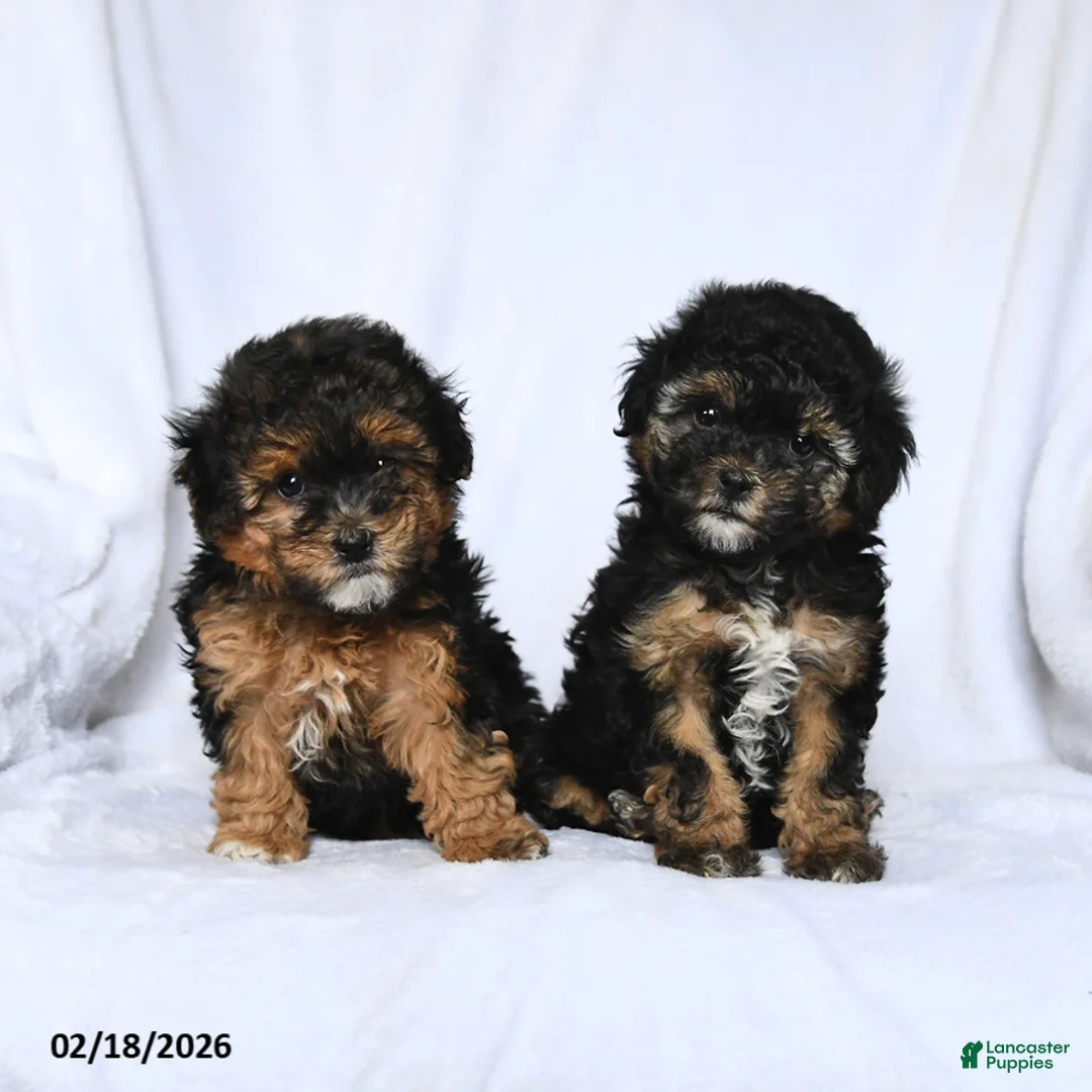 Havapoo dogs for sale: Lily - Ad 3