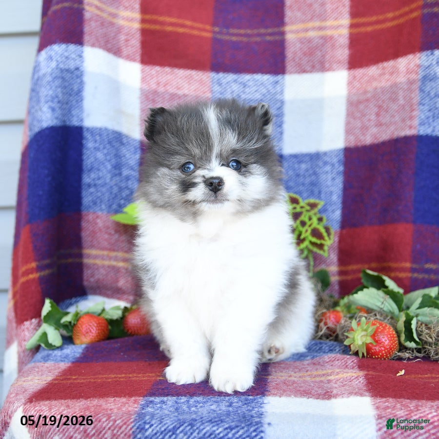 Pomeranian dogs Fiddle - Ad 2