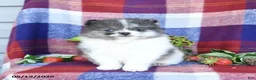 Pomeranian dogs for sale: Fiddle - Ad 2