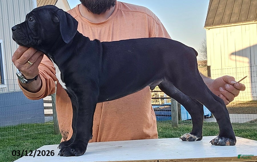Cane Corso dogs Arthur - Ad 1