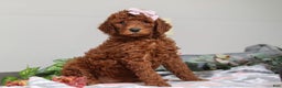 Standard Poodle dogs for sale: Winnie AKC - Ad 1