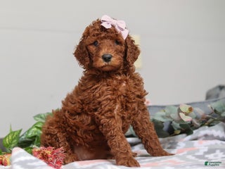 Standard Poodle dogs Winnie AKC - Ad 18
