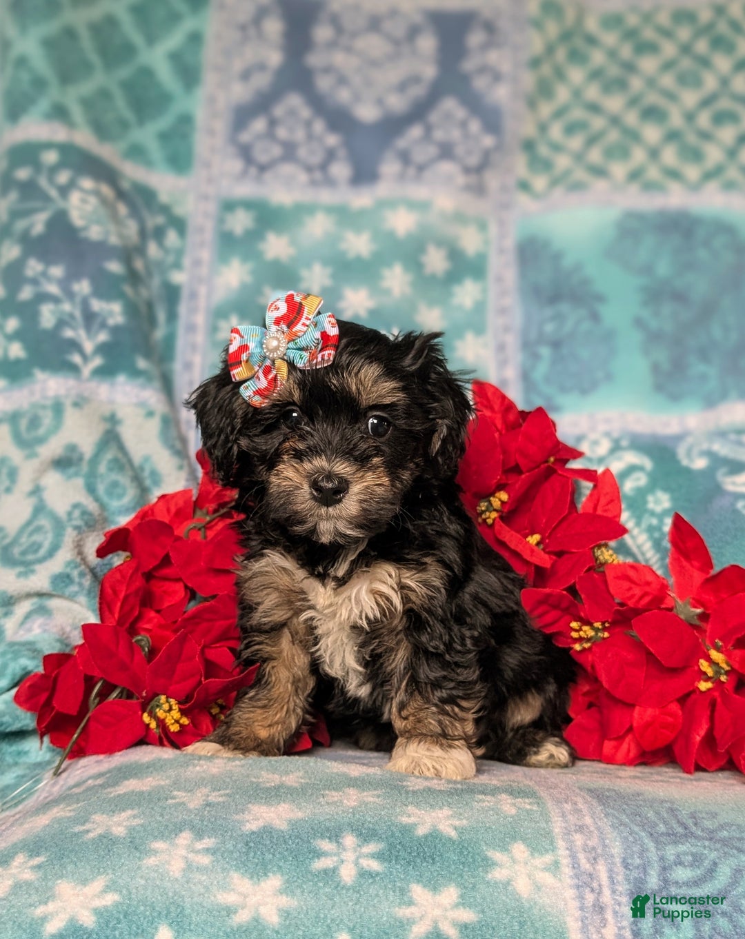 Havapoo dogs for sale: Cait Ready for Christmas!! - Ad 4