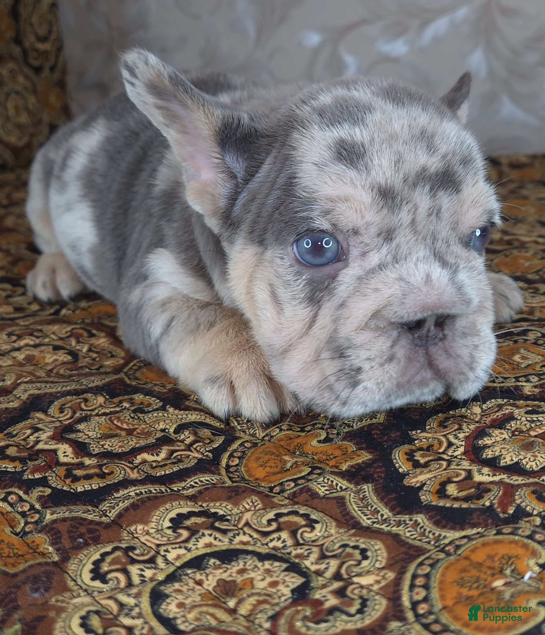 HOT For Sale Blue Gray French Bulldog Blue Eyes French Bulldog