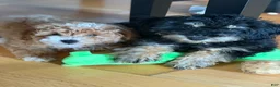 Toy Poodle dogs for sale: Toy Poodle 1 - Ad 2