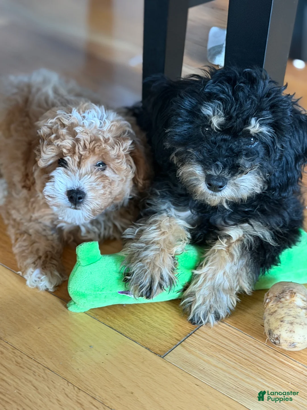 Toy Poodle dogs for sale: Toy Poodle 1 - Ad 2