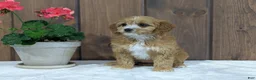 Cavapoo dogs for sale: Cavapoo Puppy 1 - Ad 12