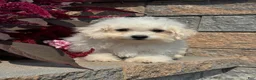 Bichpoo dogs for sale: Bruce  - Ad 7