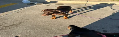 Doberman Pinscher 1