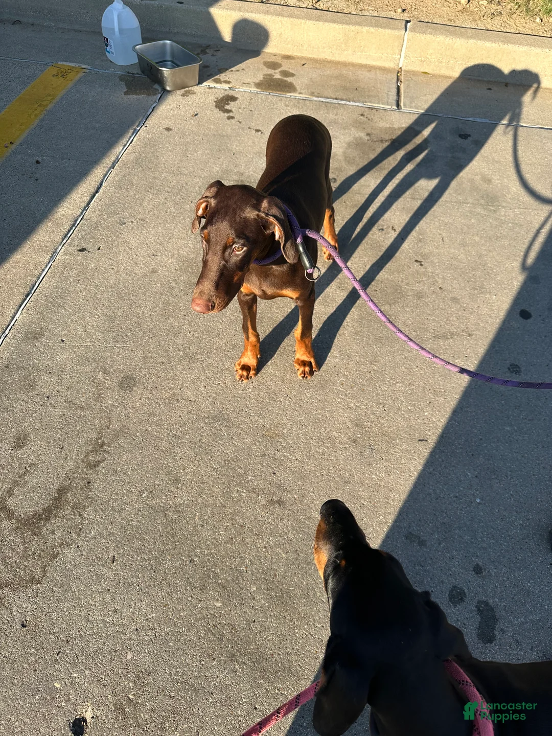 Doberman Pinscher dogs for sale: Doberman Pinscher 1 - Ad 1