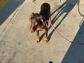 Doberman Pinscher dogs Doberman Pinscher 1 - Ad 1