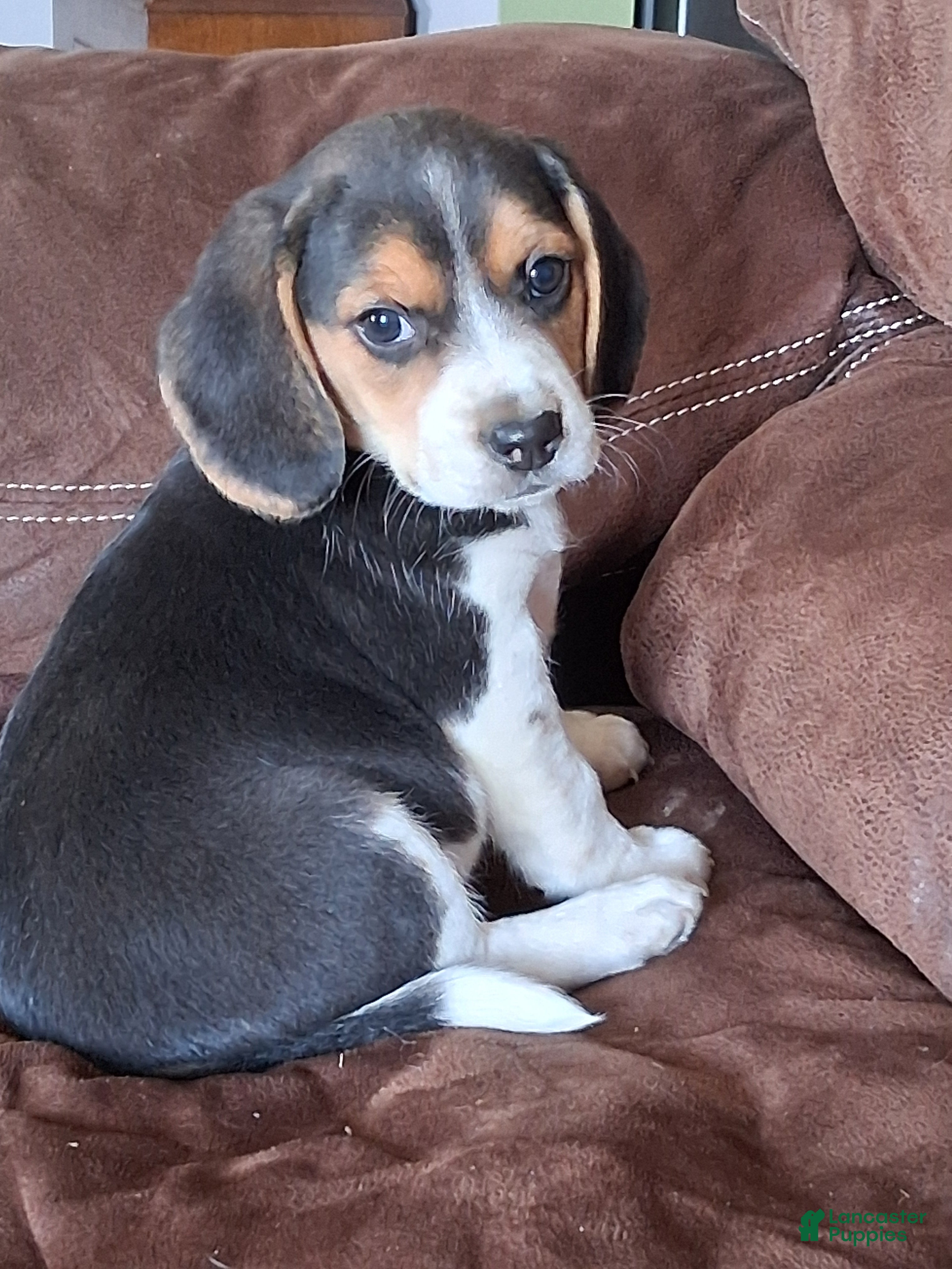 Beagle dogs Little man - Ad 2
