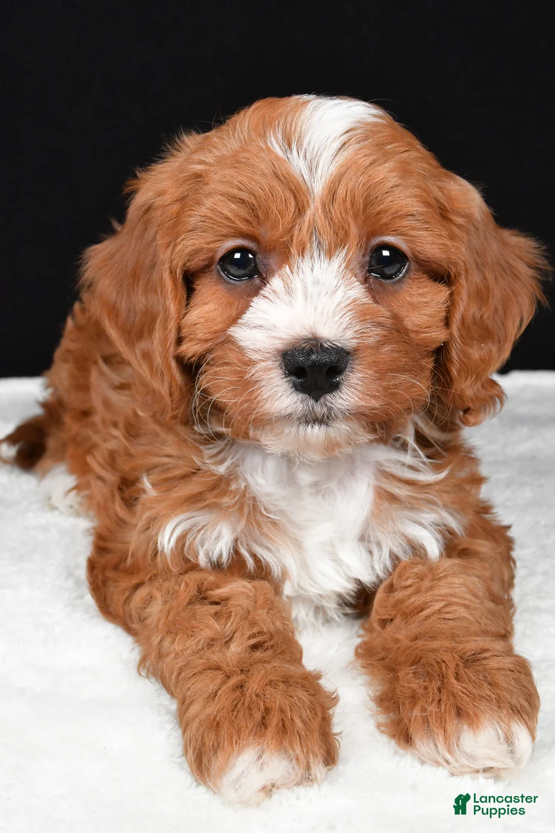 Cavapoo dogs for sale: Kim - Ad 8