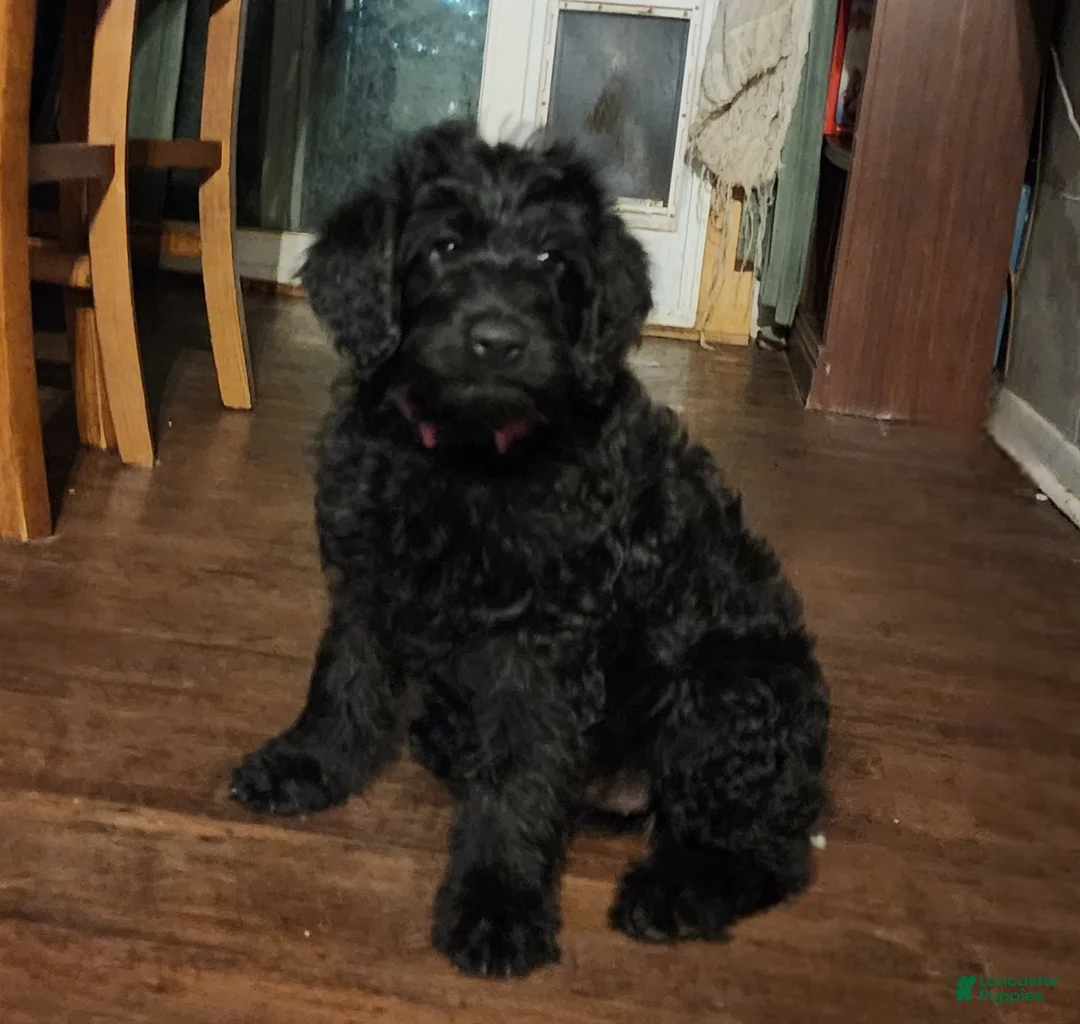 Labradoodle dogs for sale: Labradoodle pink collar - Ad 1