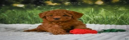 Mini Goldendoodle dogs for sale: Raven - Ad 12