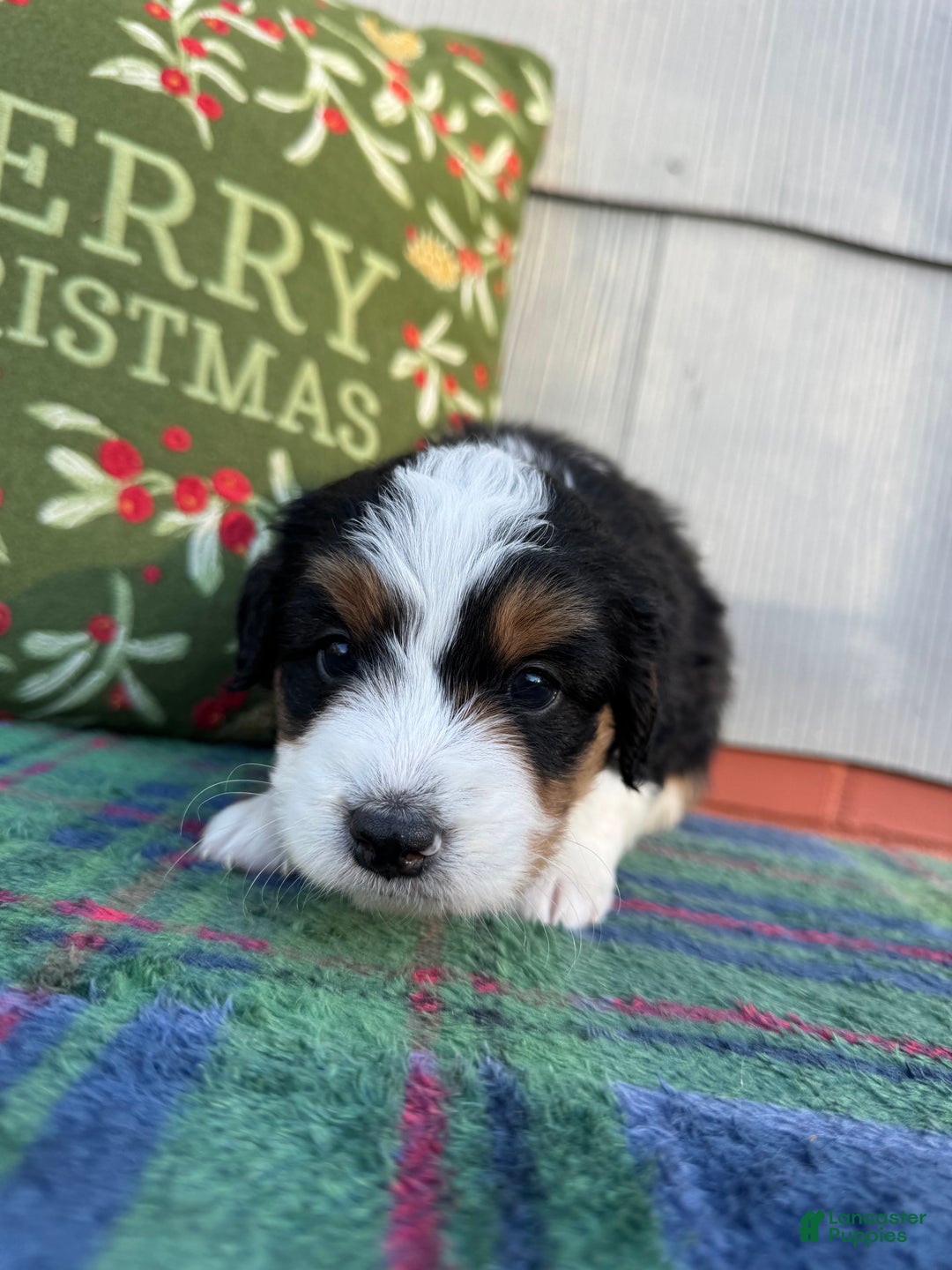 Bernedoodle dogs for sale: Bailey - Ad 3