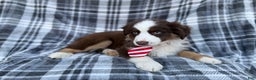 Miniature Australian Shepherd dogs for sale: Sully - Ad 5
