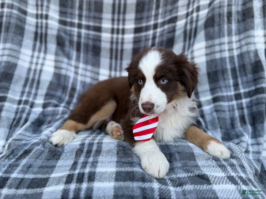 Miniature Australian Shepherd dogs for sale: Sully - Ad 5