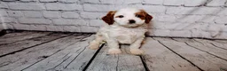 Cavalier King Charles Spaniel dogs for sale: Forrest - Ad 2
