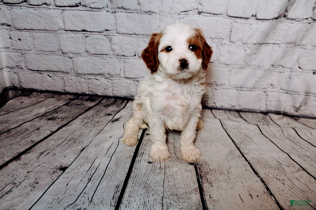 Cavalier King Charles Spaniel dogs for sale: Forrest - Ad 2