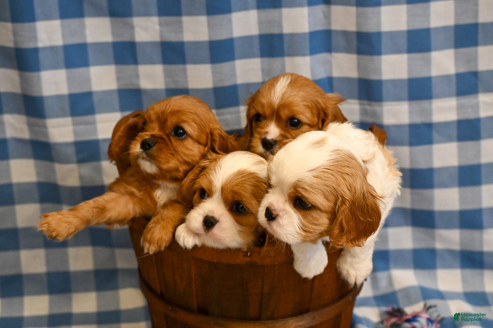 Cavalier King Charles Spaniel dogs Marcy - Ad 2