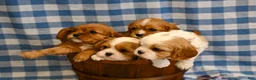 Cavalier King Charles Spaniel dogs for sale: Marcy - Ad 2