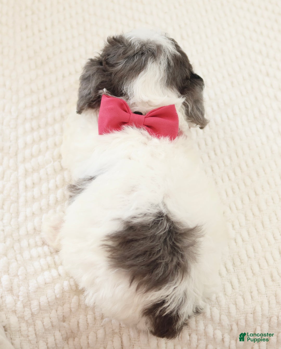 Toy Poodle dogs for sale: Noelle - Ad 3