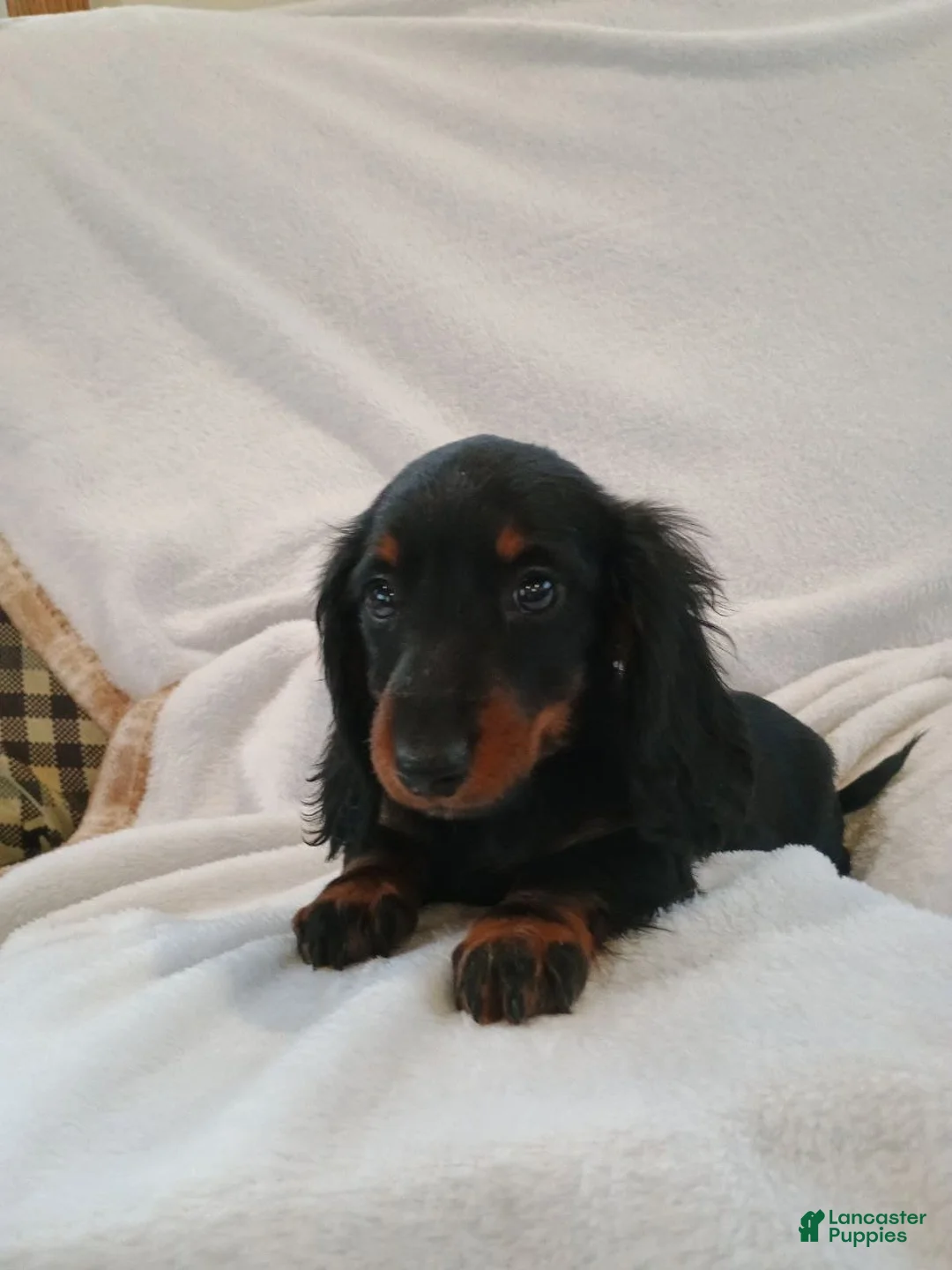 Miniature Dachshund dogs for sale: Candy  - Ad 3