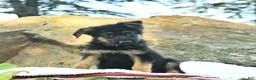 German Shepherd dogs for sale: Ace  - Ad 3