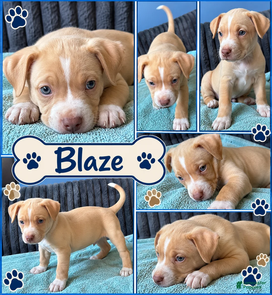 Mixed Breed dogs for sale: Meet Blaze! 🐾💙 - Ad 2